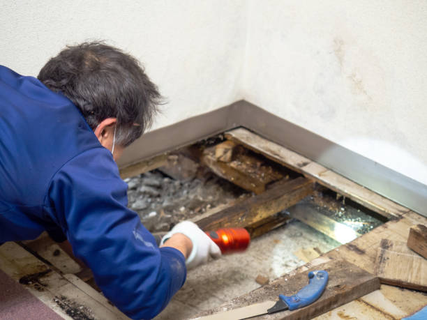 Certified Mold Removal in Corona De Tucson, AZ