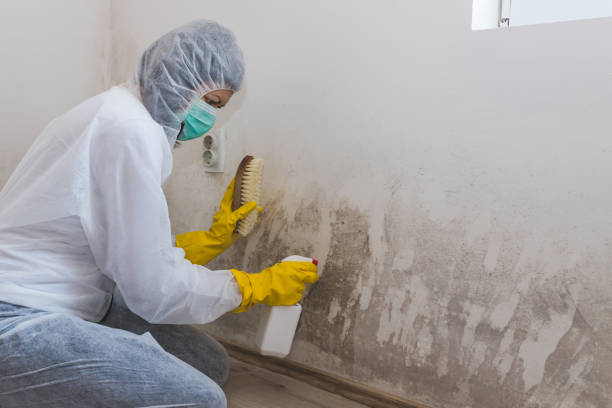 Best Commercial Mold Removal  in Corona De Tucson, AZ