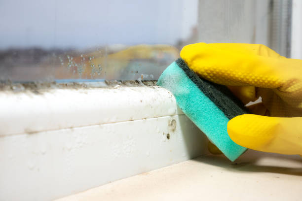 Professional Mold Removal in Corona De Tucson, AZ
