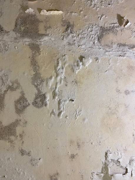 Best Mold Remediation  in Corona De Tucson, AZ