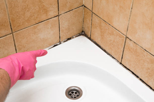 Mold Removal Process in Corona De Tucson, AZ